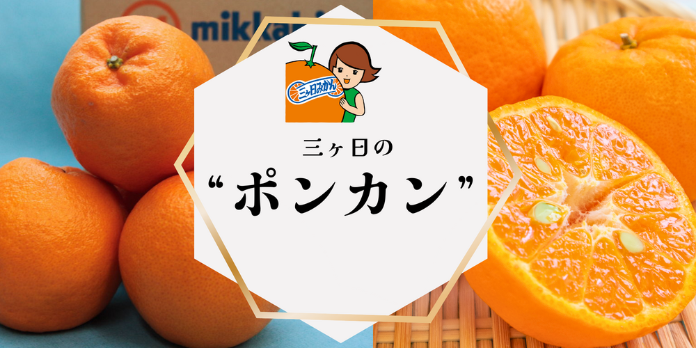 ポンカン【2/6頃 発送予定】 | 三ヶ日みかんの通販・ギフト購入ならJA