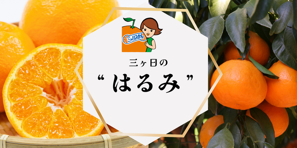 はるみ【2/18頃 発送予定】 | 三ヶ日みかんの通販・ギフト購入ならJA