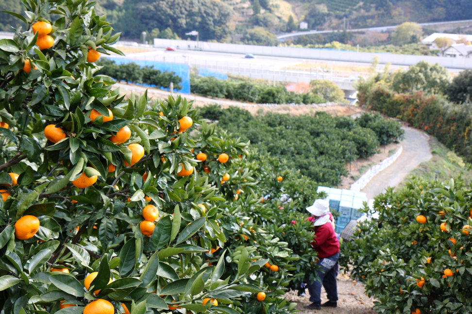 世代を超えて大人気 三ヶ日みかんのミカちゃん その魅力とは みっかびブログ 三ヶ日みかん の通販 お取り寄せならjaみっかび公式オンラインショップ