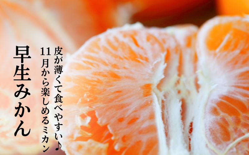 早生みかん【11月中旬~12月上旬発送】