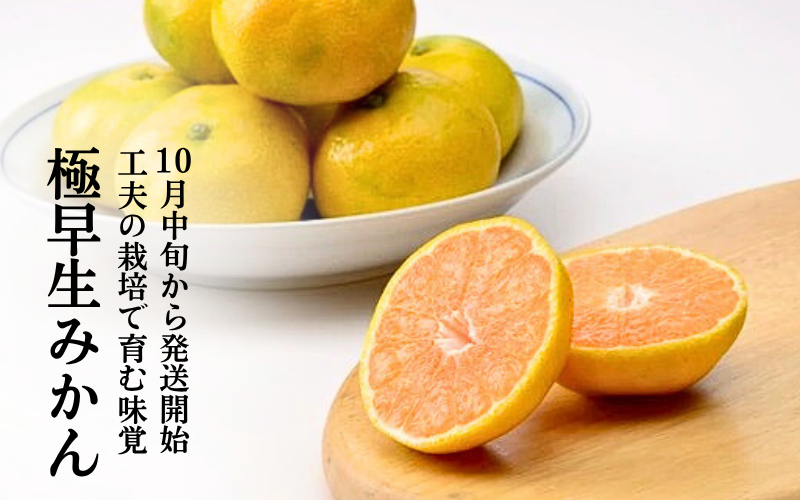 極早生みかん【日南１号】