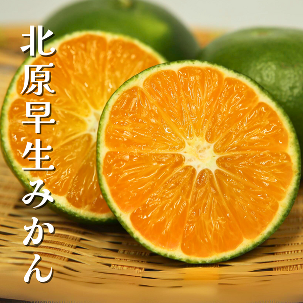 みかん 北原早生みかん【サイズおまかせ 早早生みかん】 | 三ヶ日みかんの通販