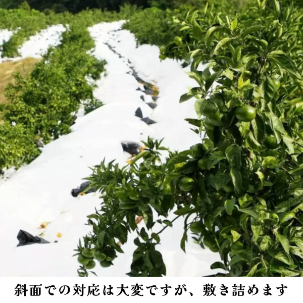 極早生みかん【日南1号】 | 三ヶ日みかんの通販・ギフト購入ならJA