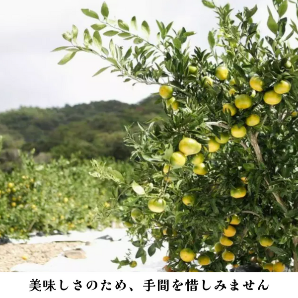 極早生みかん　家庭用　箱込20kg みかん 20kg」の人気商品一覧 | 安い商品を通販サイトから探す