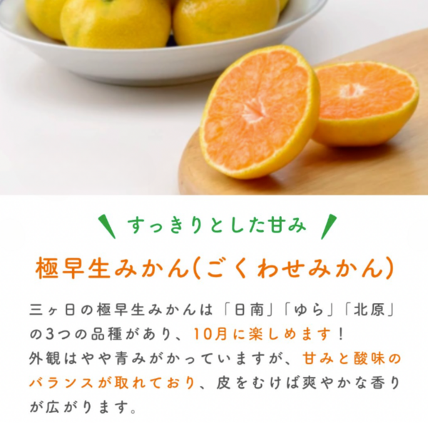 極早生みかん【日南1号】 | 三ヶ日みかんの通販・ギフト購入ならJA