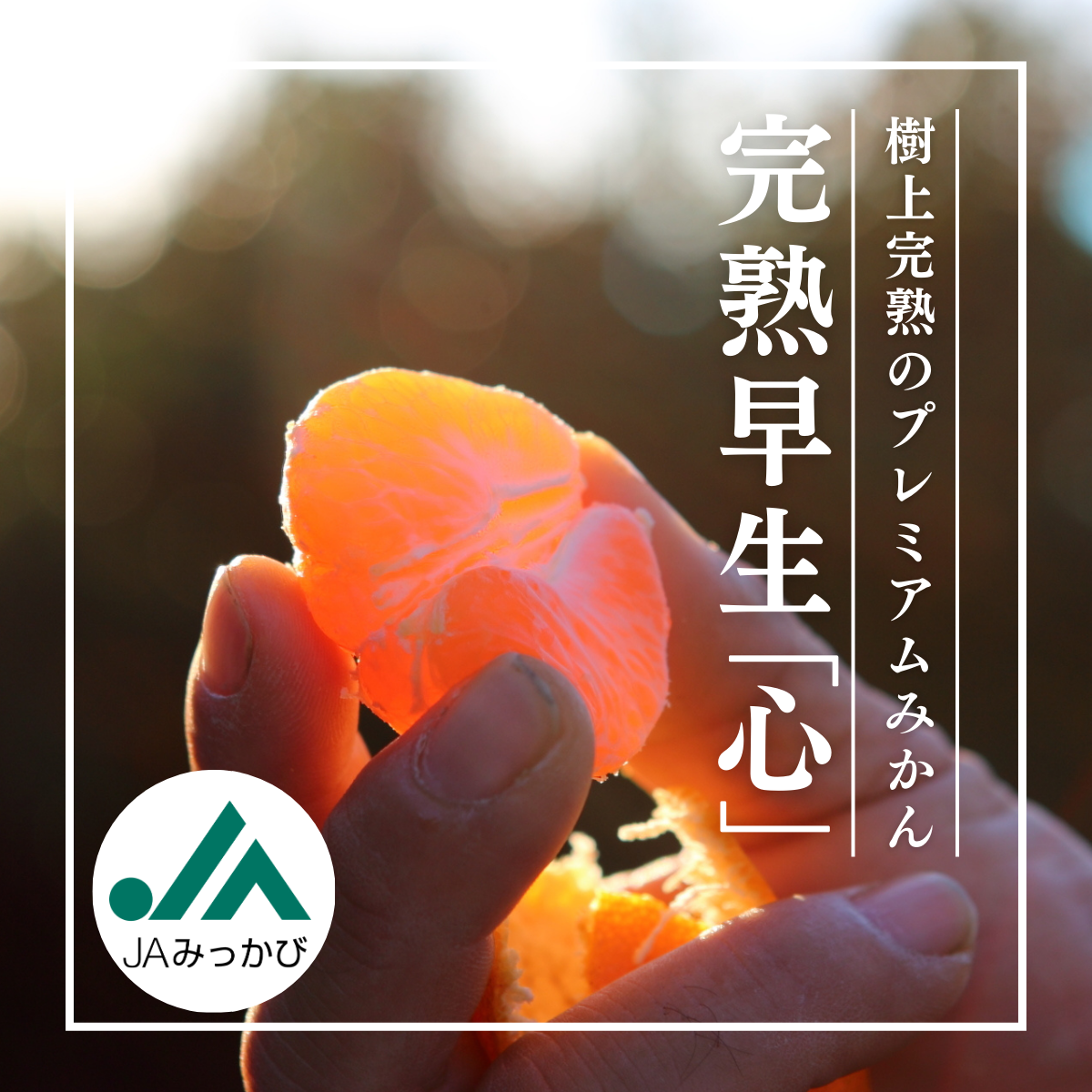 完熟早生「心」 【12月中旬頃発送】 | 三ヶ日みかんの通販・ギフト購入