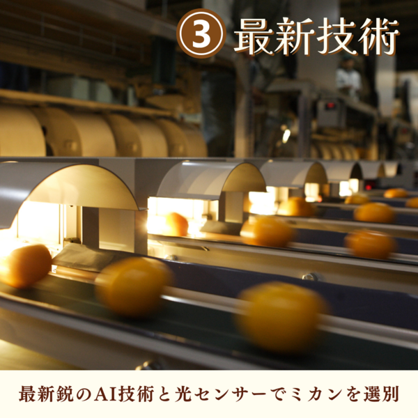 はるみ | 三ヶ日みかんの通販・ギフト購入ならJAみっかび公式