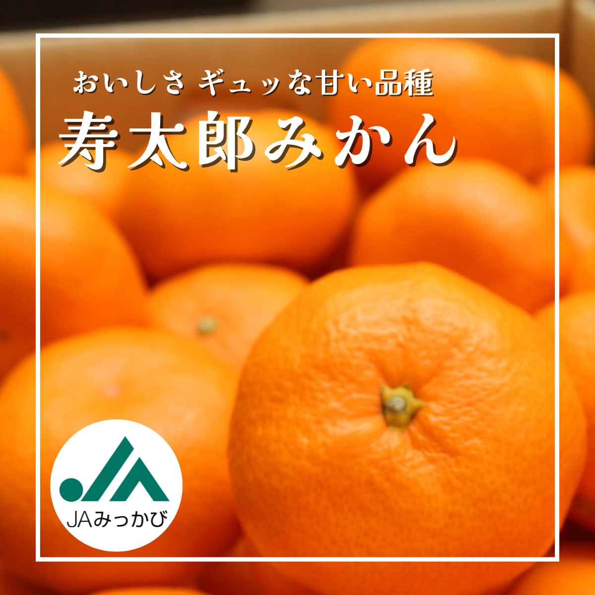寿太郎みかんの商品画像 1