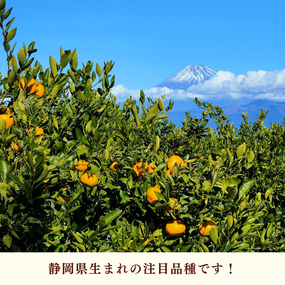 寿太郎みかんの商品画像 4