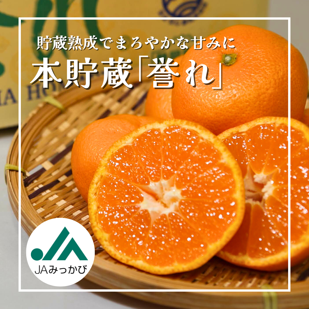 本貯蔵青島「誉れ」【3/3頃〜3/17頃 入荷都度注文順に発送】 | 三ヶ日