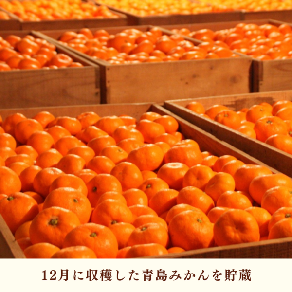 本貯蔵青島「誉れ」 | 三ヶ日みかんの通販・ギフト購入ならJAみっかび