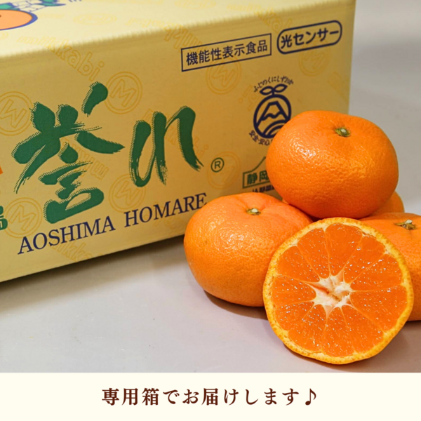 本貯蔵青島「誉れ」【3/3頃〜3/17頃 入荷都度注文順に発送】 | 三ヶ日