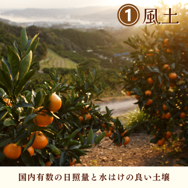 みかん 柑橘の一大産地・愛媛県西宇和地方より贈答みかんのご予約受付