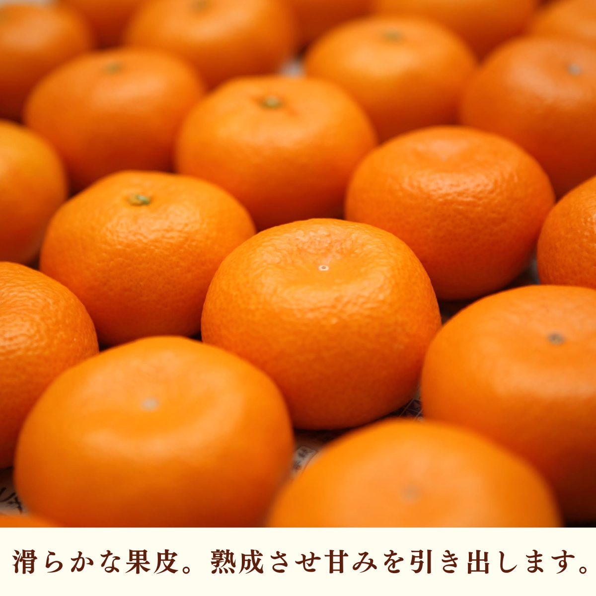 寿太郎みかんの商品画像 3