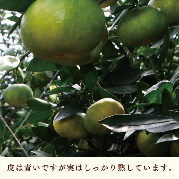 グリーンハウスみかん | 三ヶ日みかんの通販・ギフト購入ならJAみっ