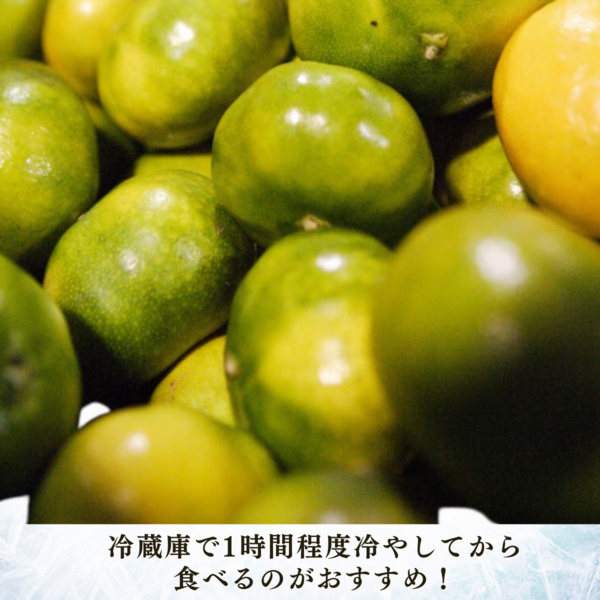 グリーンハウスみかん | 三ヶ日みかんの通販・ギフト購入ならJAみっ
