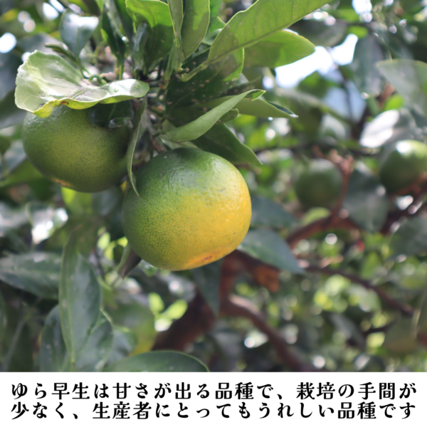 ゆら早生みかん【サイズおまかせ 極早生みかん】 | 三ヶ日みかん