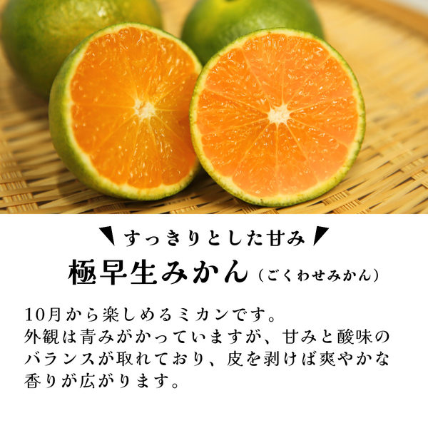 ゆら早生みかん【サイズおまかせ 極早生みかん】 | 三ヶ日みかん
