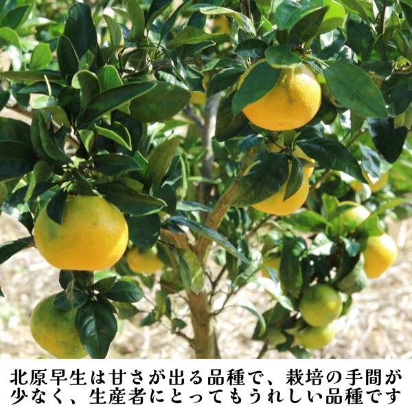 北原早生みかん【サイズおまかせ 早早生みかん】 | 三ヶ日みかんの通販