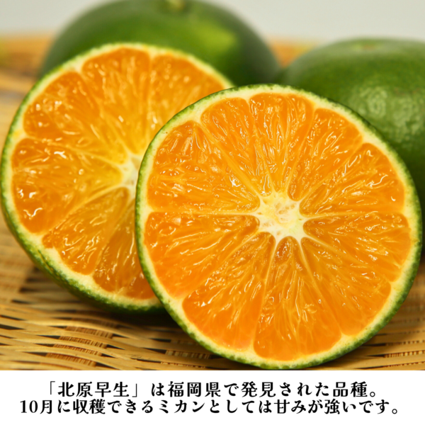 みかん 木原さんちのみかん – さいさいマルシェ