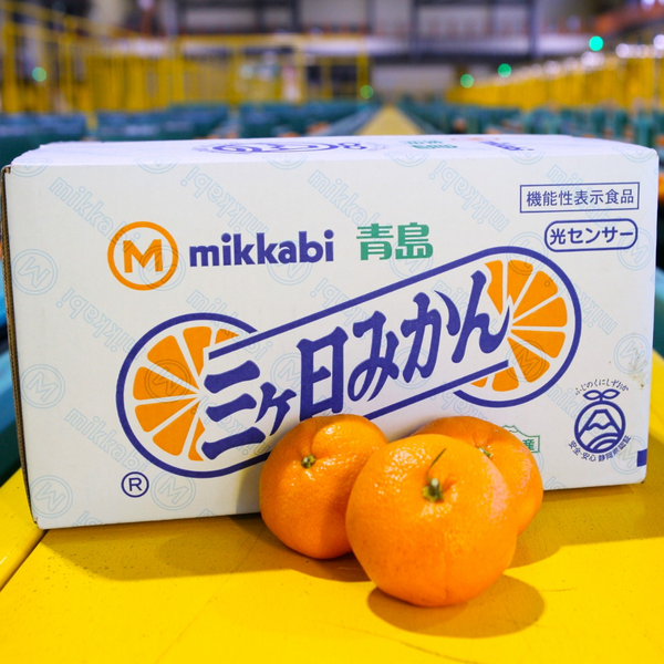 青島みかん【2026年 1/5頃〜2/13頃 入荷都度注文順に発送】 | 三ヶ日