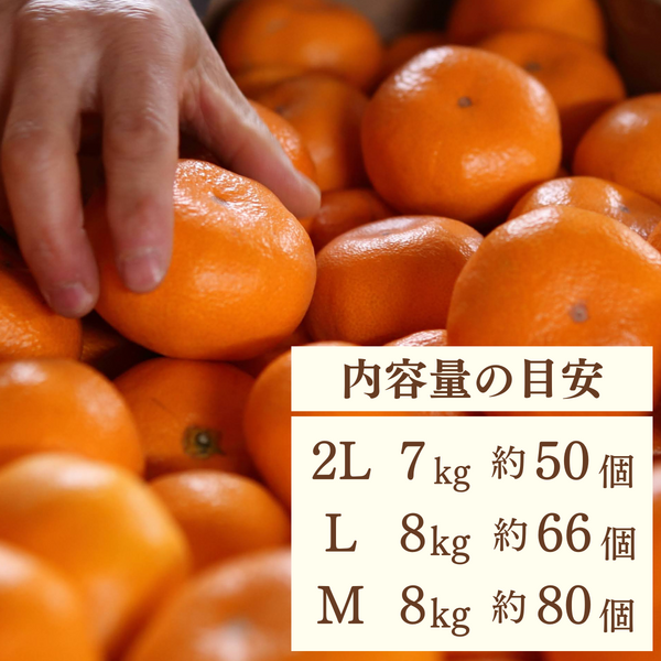 青島みかん【2026年 1/5頃〜2/13頃 入荷都度注文順に発送】 | 三ヶ日