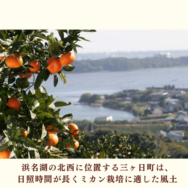 青島みかん【2026年 1/5頃〜2/13頃 入荷都度注文順に発送】 | 三ヶ日