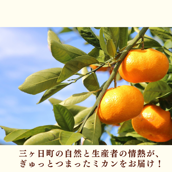 青島みかん【2026年 1/5頃〜2/16頃 入荷都度注文順に発送】 | 三ヶ日