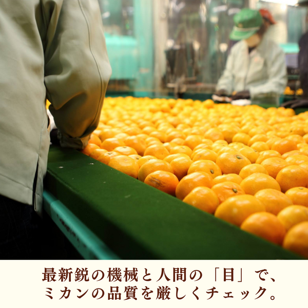 青島みかん【2026年 1/5頃〜2/13頃 入荷都度注文順に発送】 | 三ヶ日