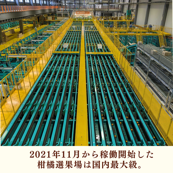 青島みかん【2026年 1/5頃〜2/16頃 入荷都度注文順に発送】 | 三ヶ日