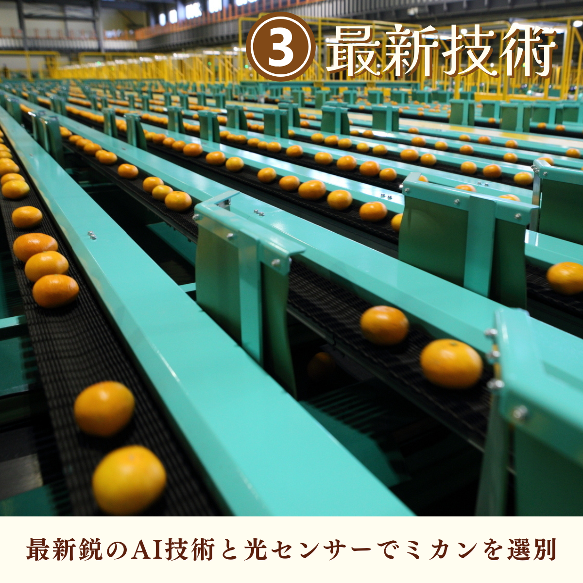 寿太郎みかんの商品画像 9