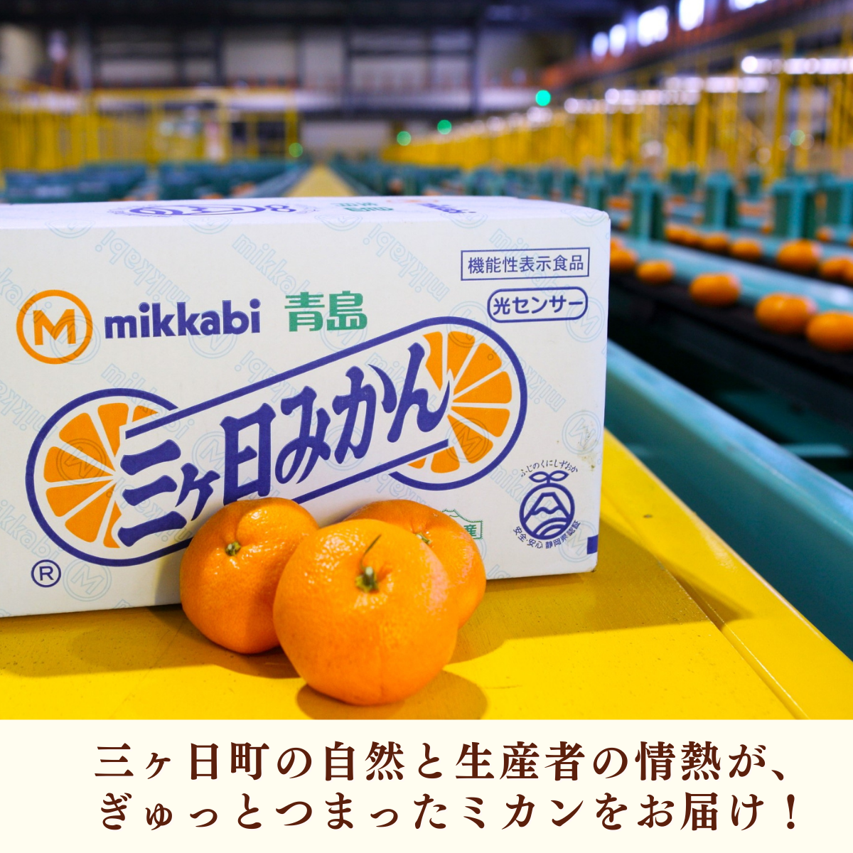 味美人（青島みかん）の商品画像 11