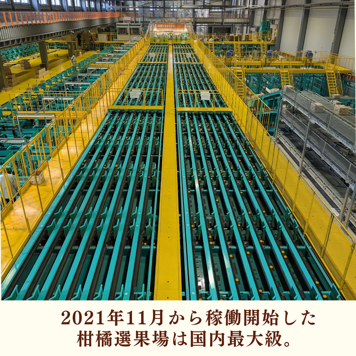 味美人（青島みかん）の商品画像 8