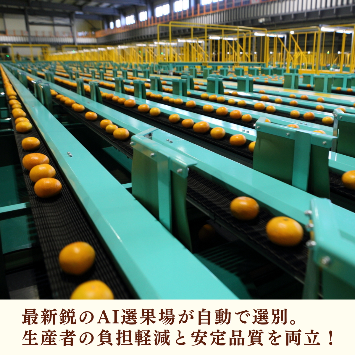 味美人（青島みかん）の商品画像 9