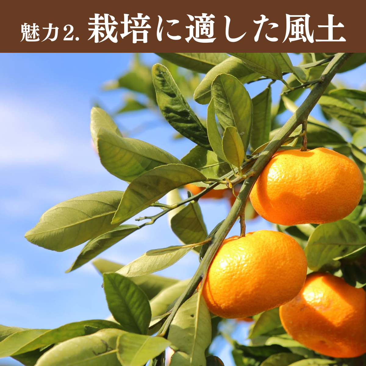 味美人（青島みかん）の商品画像 12