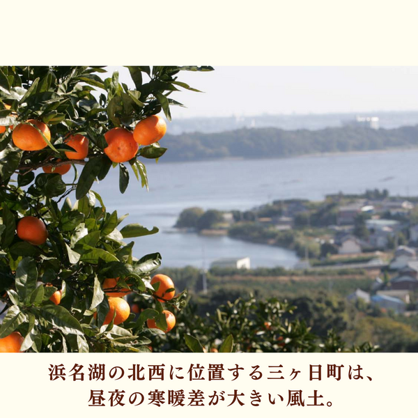 味美人（青島みかん） | 三ヶ日みかんの通販・ギフト購入ならJAみっ