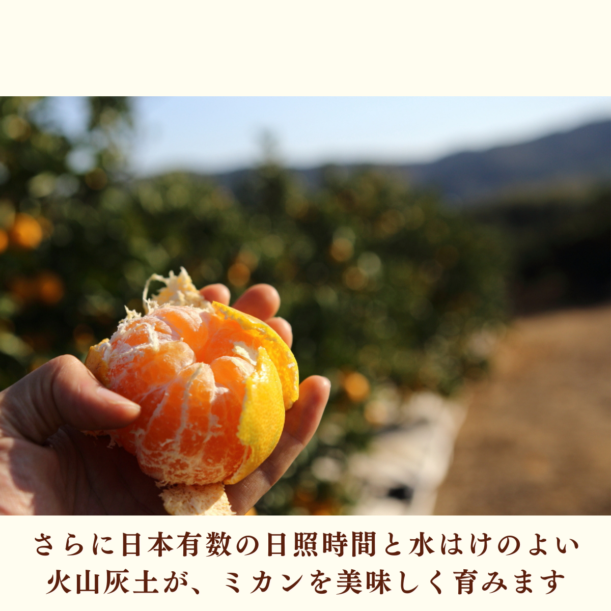 味美人（青島みかん）の商品画像 14