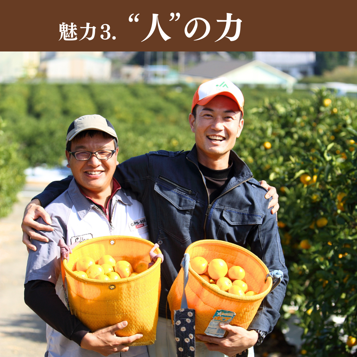 味美人（青島みかん）の商品画像 15