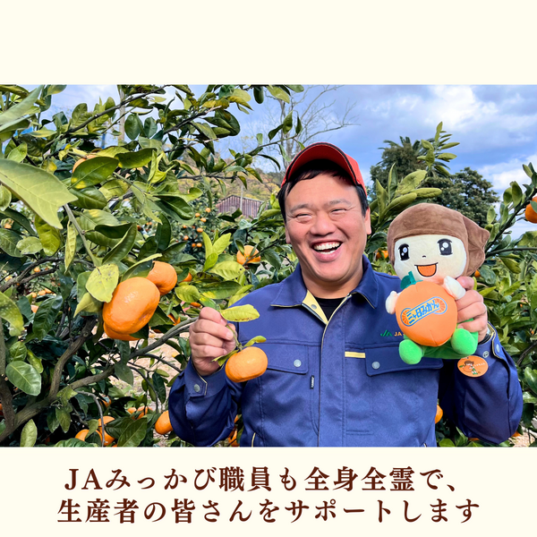 味美人（青島みかん） | 三ヶ日みかんの通販・ギフト購入ならJAみっ