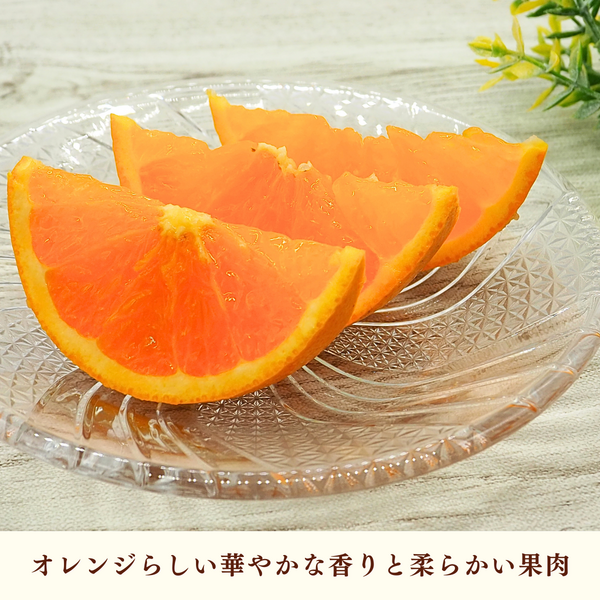 清見オレンジ【3/31・4/2頃発送予定】 | 三ヶ日みかんの通販・ギフト