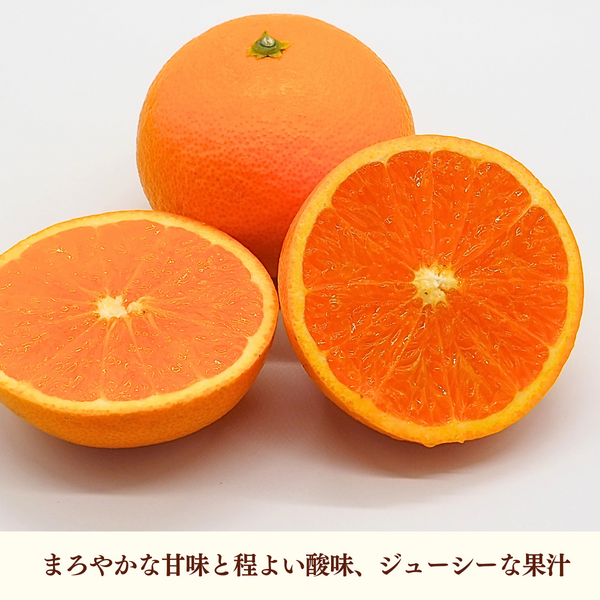 清見オレンジ【3/31・4/2頃発送予定】 | 三ヶ日みかんの通販・ギフト