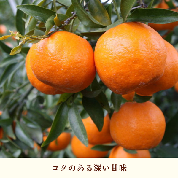 ポンカン【2/6頃 発送予定】 | 三ヶ日みかんの通販・ギフト購入ならJA