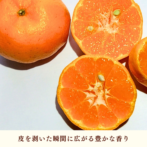 ポンカン【2/6頃 発送予定】 | 三ヶ日みかんの通販・ギフト購入ならJA