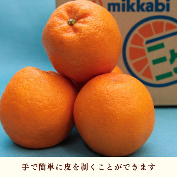 ポンカン【2/6頃 発送予定】 | 三ヶ日みかんの通販・ギフト購入ならJA