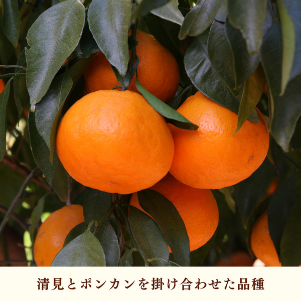 はるみ【2/18頃 発送予定】 | 三ヶ日みかんの通販・ギフト購入ならJA