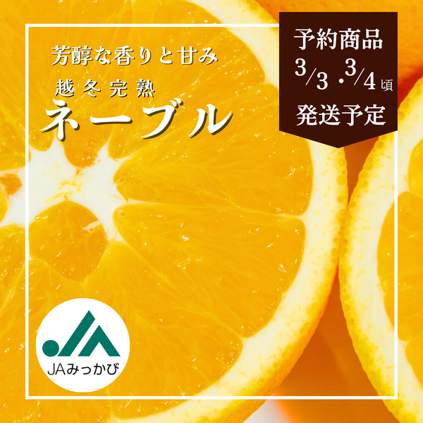 ネーブル【3/3・3/4頃 発送予定】 | 三ヶ日みかんの通販・ギフト購入