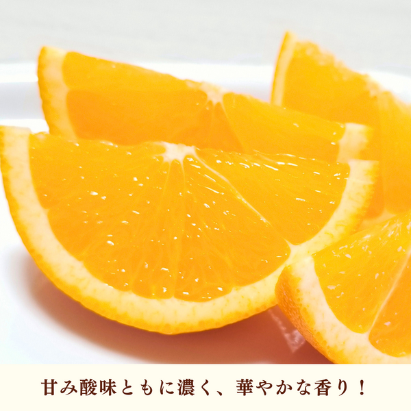 ネーブル【3/3・3/4頃 発送予定】 | 三ヶ日みかんの通販・ギフト購入