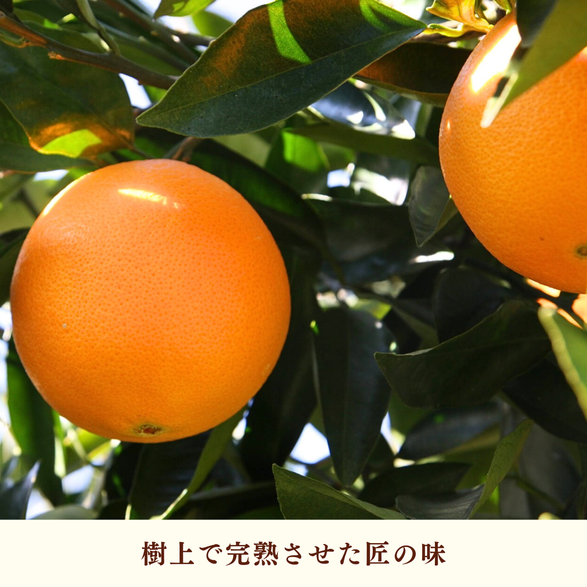 ネーブル【3/3・3/4頃 発送予定】の商品画像 2