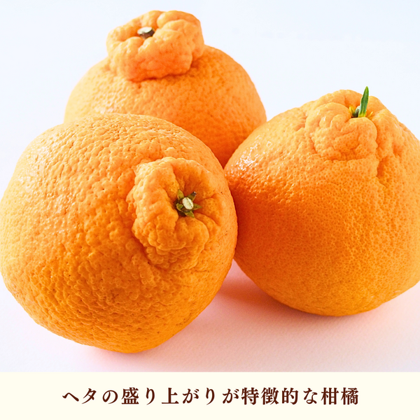 不知火（しらぬひ）【2/25頃 発送予定】 | 三ヶ日みかんの通販・ギフト