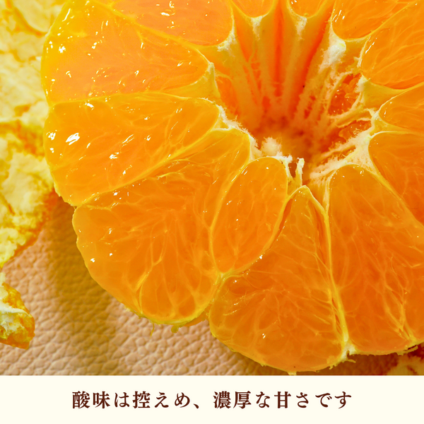 不知火（しらぬひ）【2/25頃 発送予定】 | 三ヶ日みかんの通販・ギフト